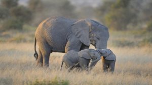 Elephant Waltz Gala 2017 @ African Lion Safari