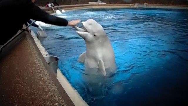 Gia, a beluga whale at Marineland has died