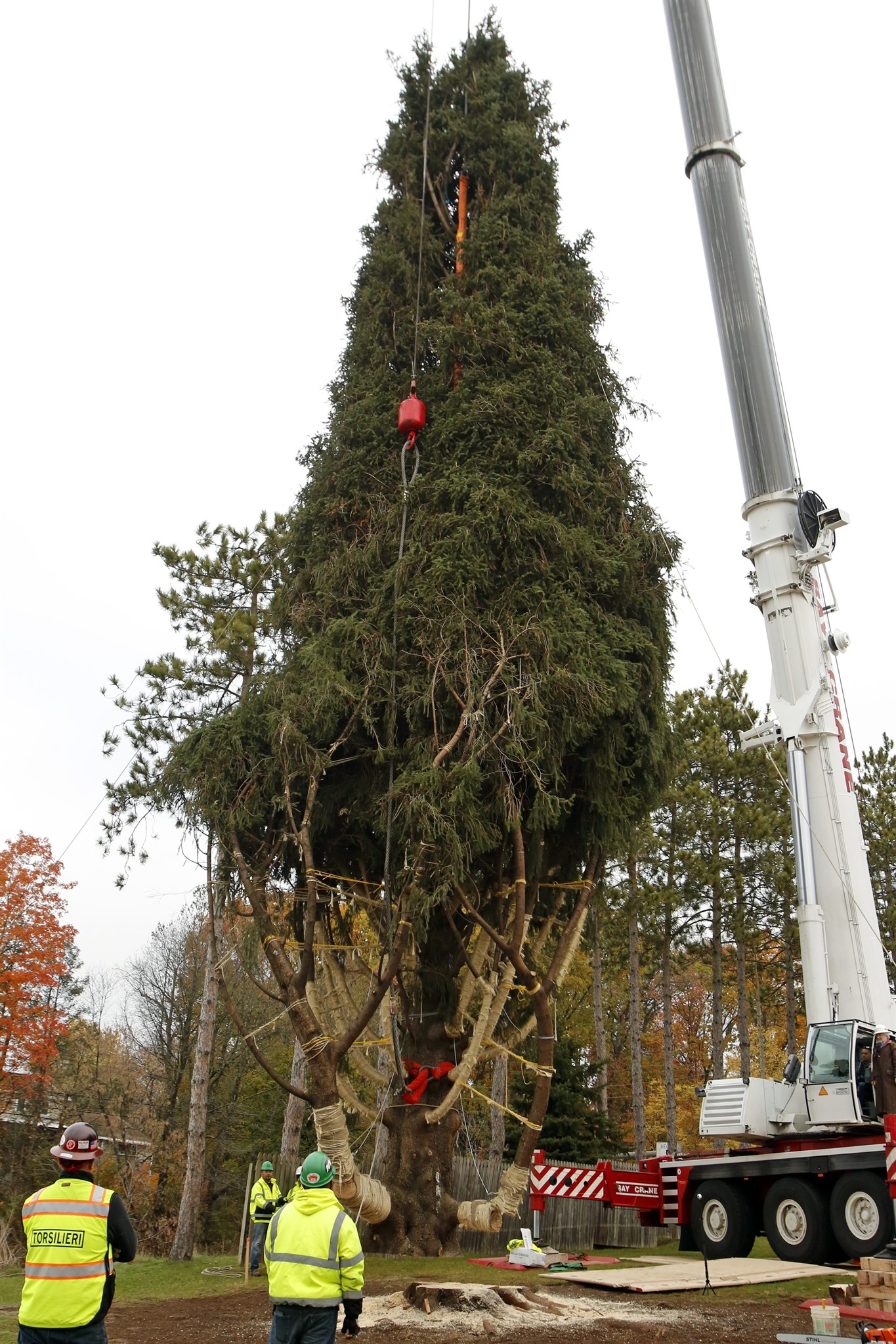 Meet the new 'Peacock Tree' adorning Rockefeller Center