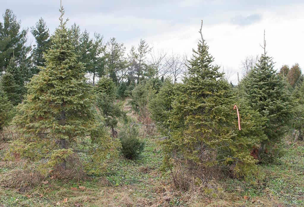 Christmas tree farmers facing increased costs, demand remains high for real trees