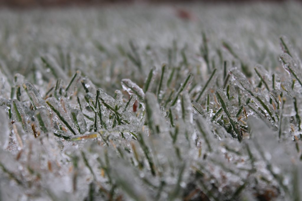 Photo of frozen grass after a spell of freezing rain.