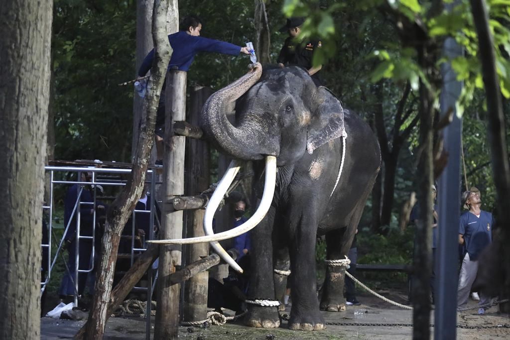 An ailing Thai elephant returns home for medical care after years of