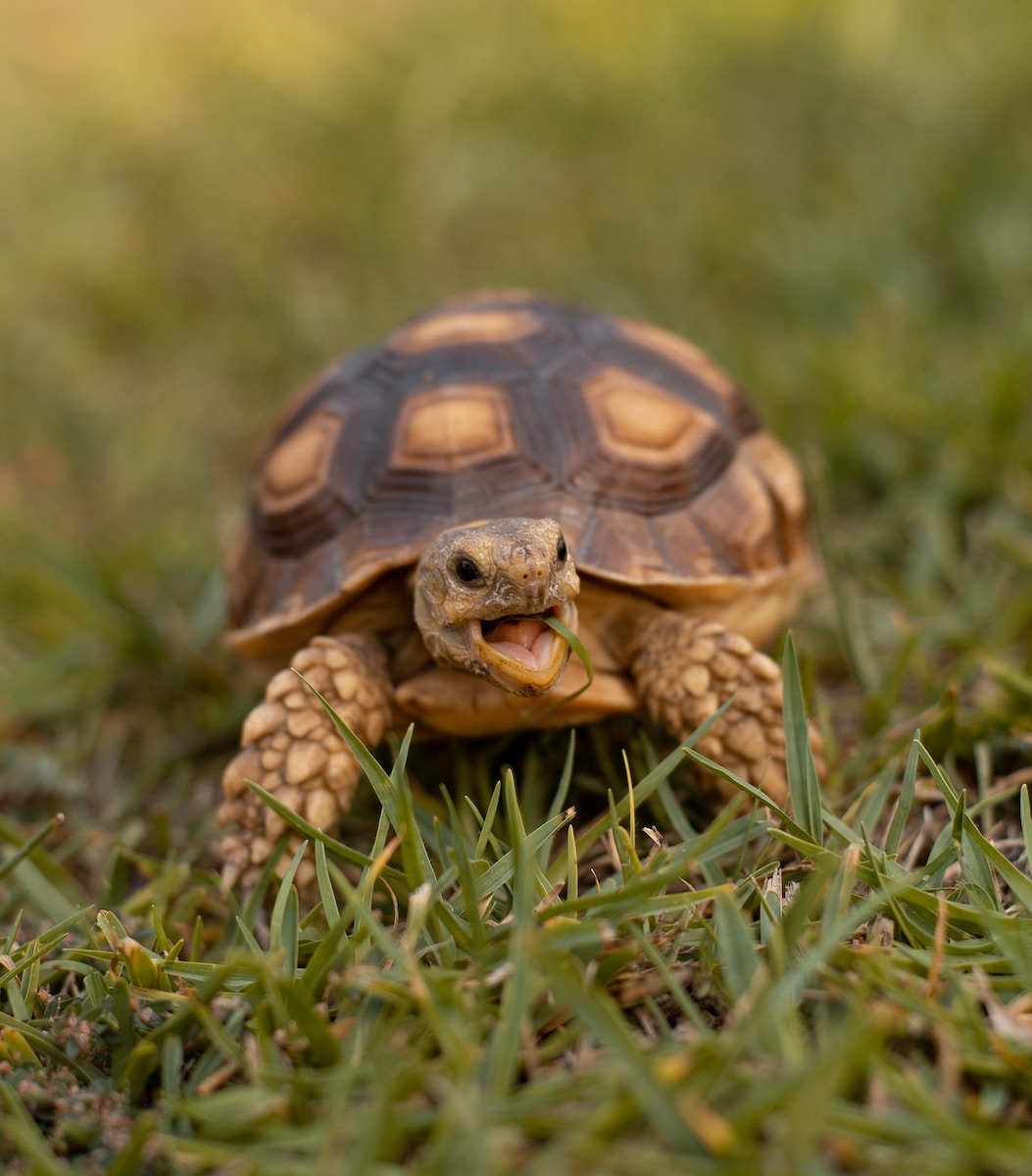 How turtles cross the road safely? In North Dumfries, they use tunnels!