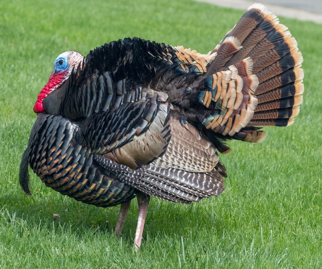 brown and black turkey on green grass field during daytime