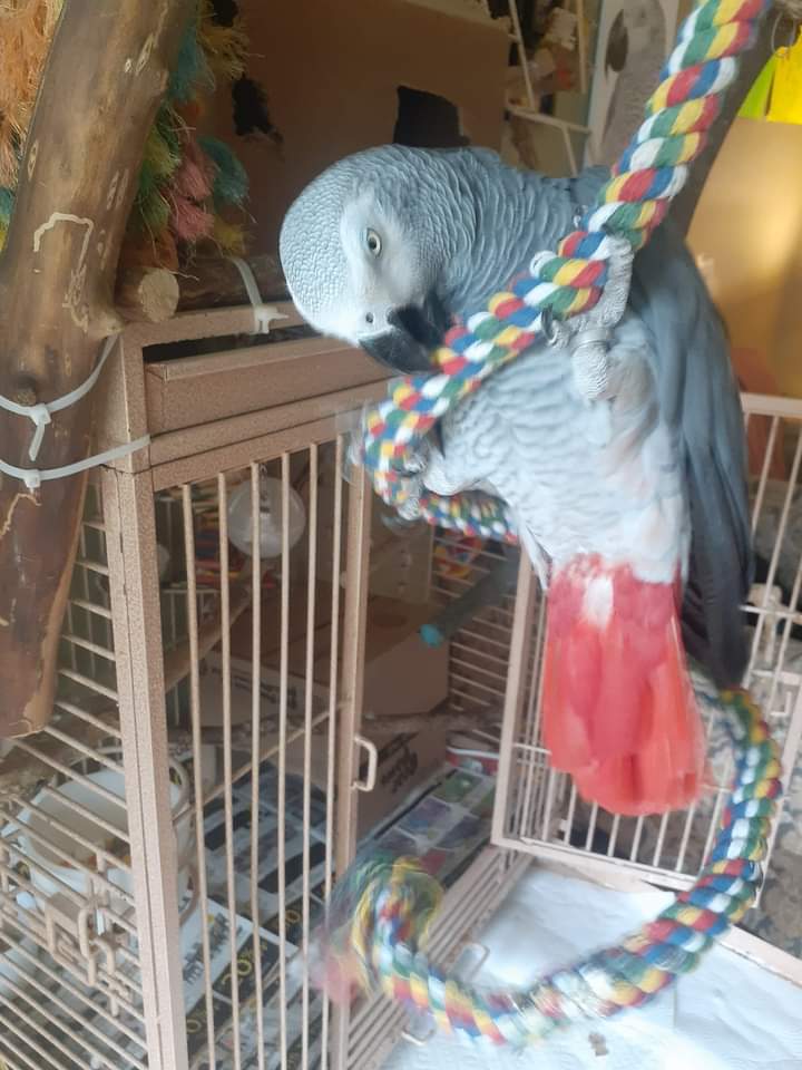 Photo of a missing Congo African Grey Parrot.