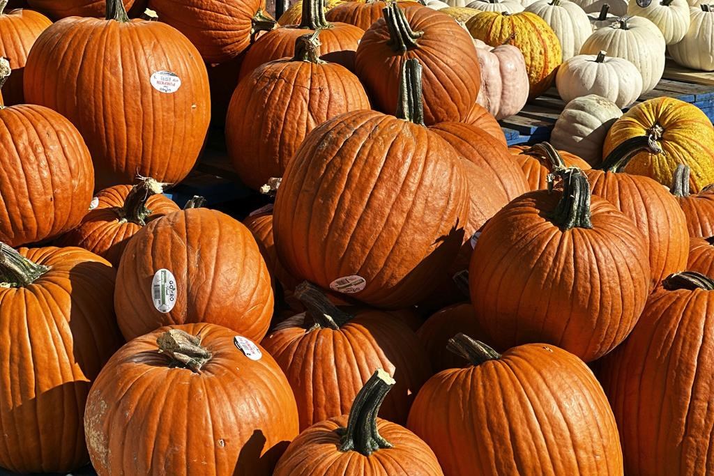 Pumpkins thrown at trucks in London, Ont., prompt OPP to offer reward for tips