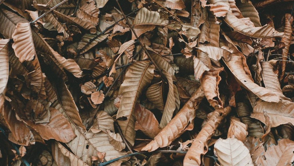 Multiple piles of leaves set on fire in Cambridge; WRPS investigating