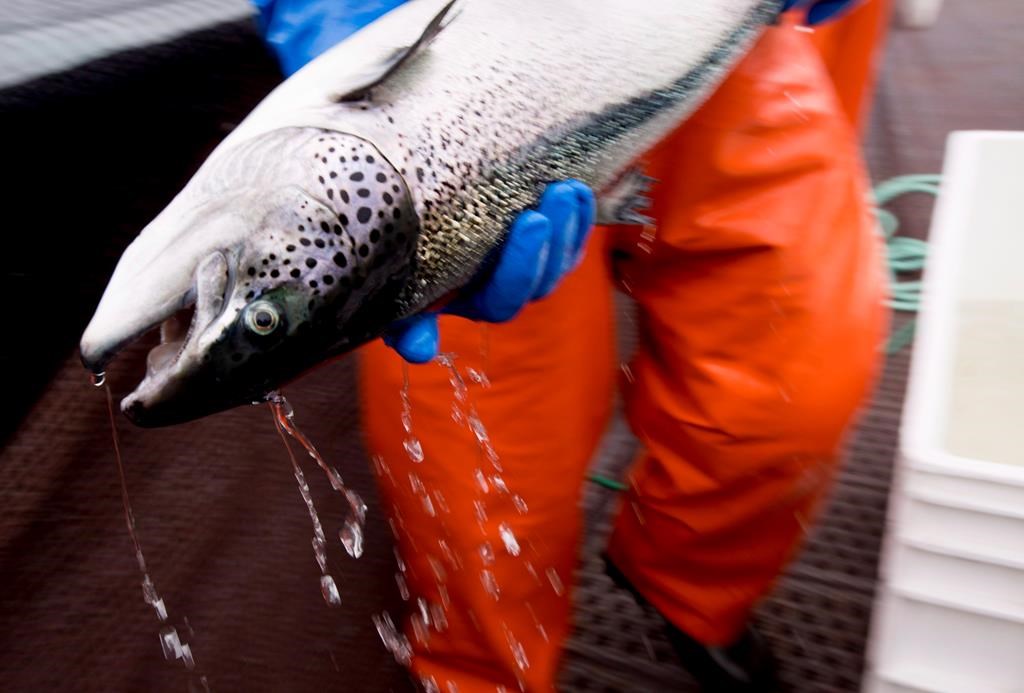 Wild Salmon Conservation Group Raises Concerns About Herring Kills At B 