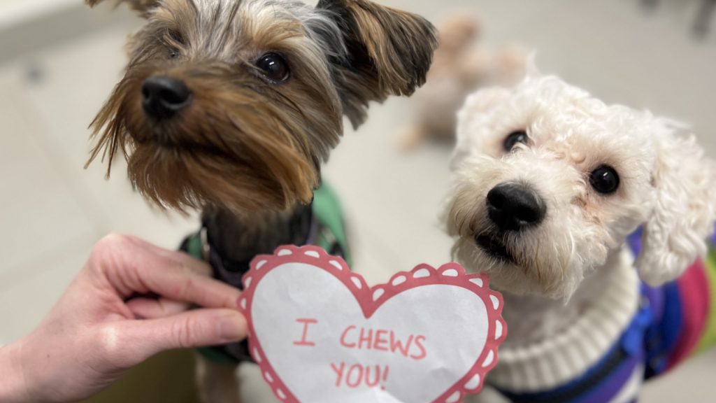 Shelter animals in Guelph will receive special surprise Valentine’s Day