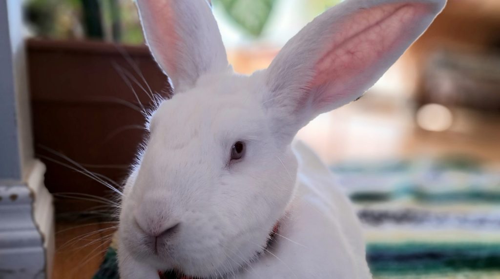 Guelph Humane Society reducing adoption fees for rabbits, trying to ...