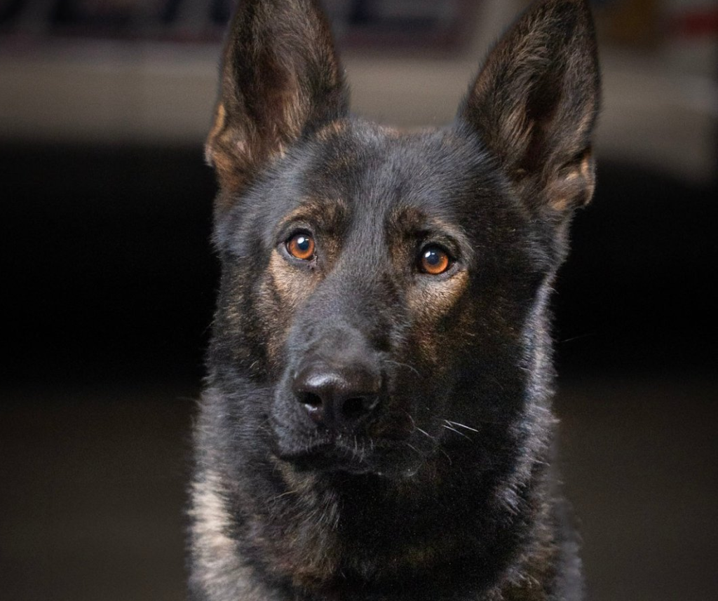 Photo of Milo the police dog