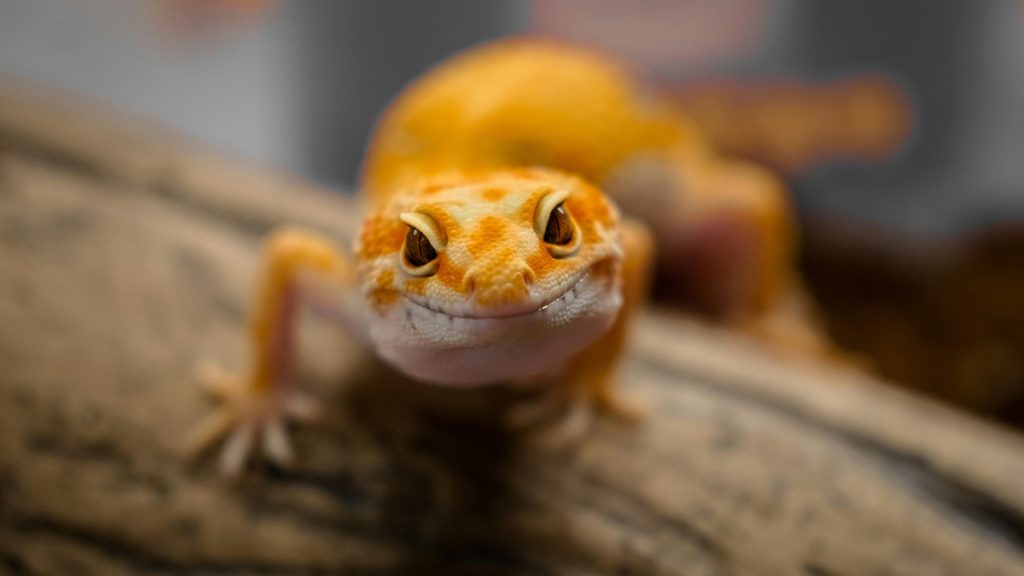 Geckos responsible for salmonella outbreak spanning seven provinces: Public Health Agency