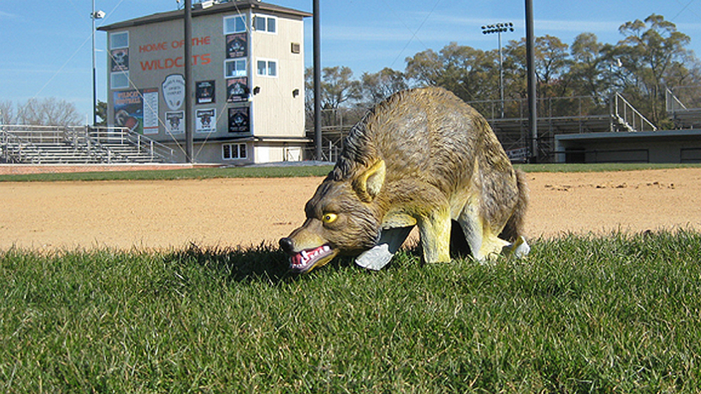 3D coyote decoy in a field