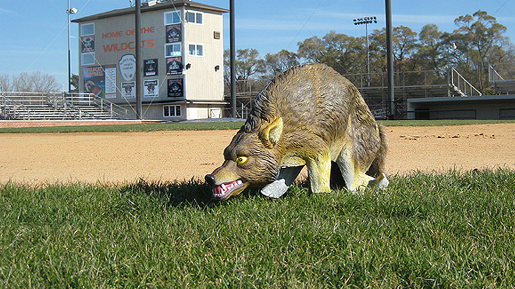 Here's why there are coyotes in Waterloo Park