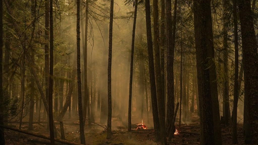 Researchers find unprecedented levels of arsenic following wildfires