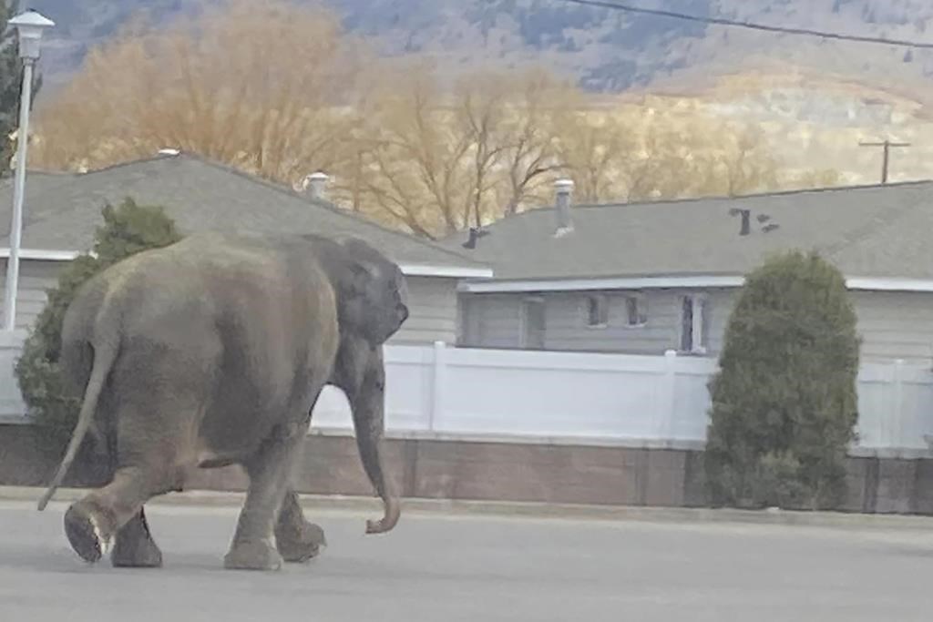 A vehicle backfiring startled a circus elephant into a Montana street. She still performed Monday