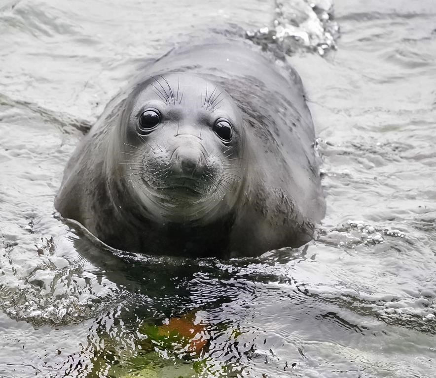 Elephant seal Emerson extends Victoria city break, defying relocation with 200km swim