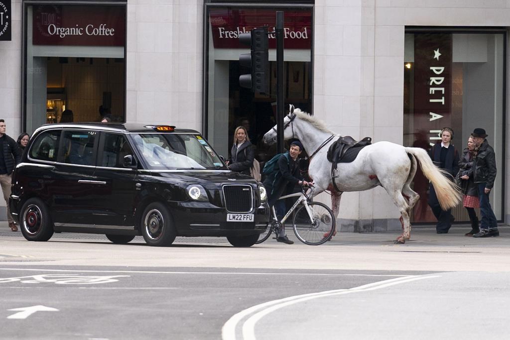 British Army says horses that bolted and ran loose in central London continue 'to be cared for'