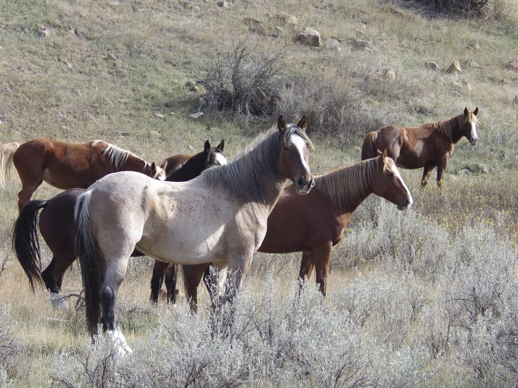 Wild horses to remain in North Dakota's Theodore Roosevelt National Park, lawmaker says
