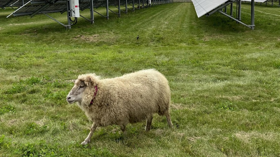 'You're hired!': Conestoga College recruits sheep for trial project