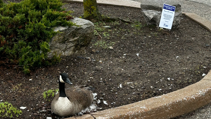 Photo of goose with GHS sign asking public to leave wildlife undisturbed.