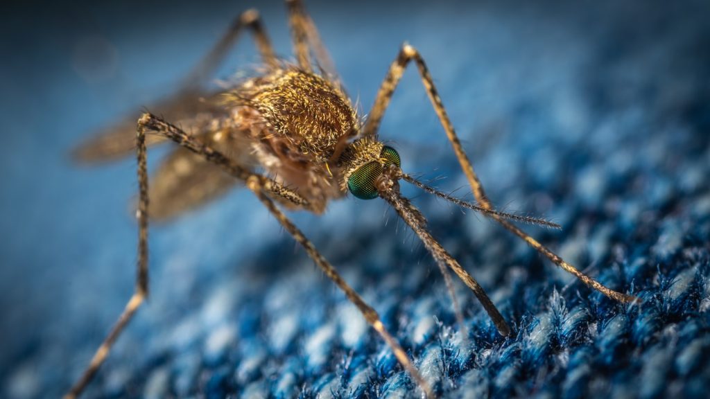 Waterloo Region taking pro-active steps to fight West Nile Virus