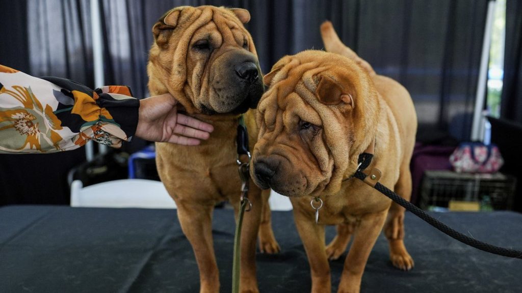 Dog participating in a state dog show, showcasing the top dogs of **year**