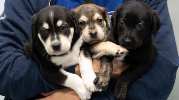 Five puppies found abandoned in box near Highway 401 in Kitchener