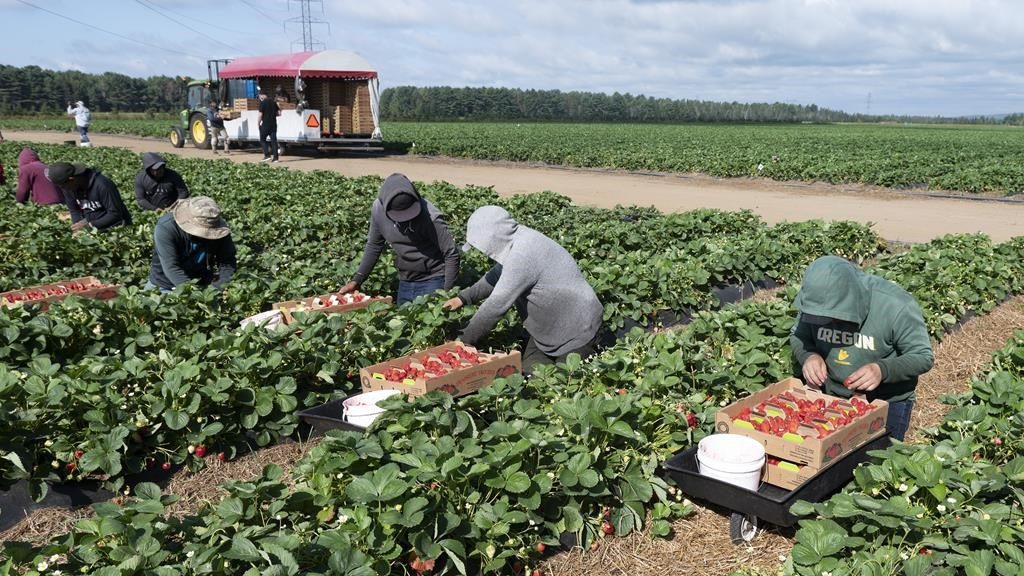 Warmer temperatures could affect strawberry crops, increase prices: Study