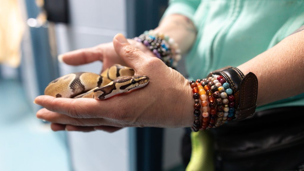 Louis the python found in Moses Springer Park, looking for new home