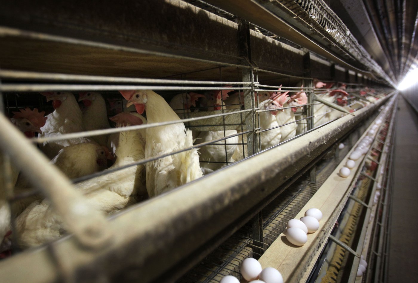 Farmers must kill 4.2 million chickens after bird flu hits Iowa egg farm