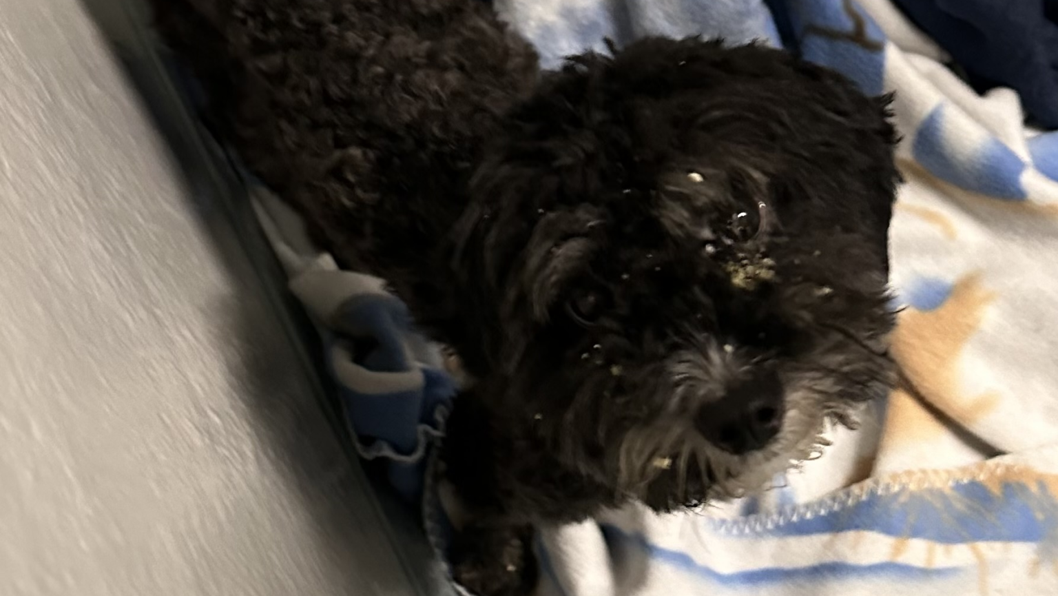 Dog abandoned, covered in maggots in Cambridge park