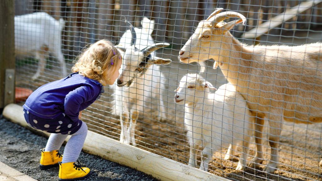 Young girl with farm animals. (Courtesy of St. Jacob's Farmers' Market.)