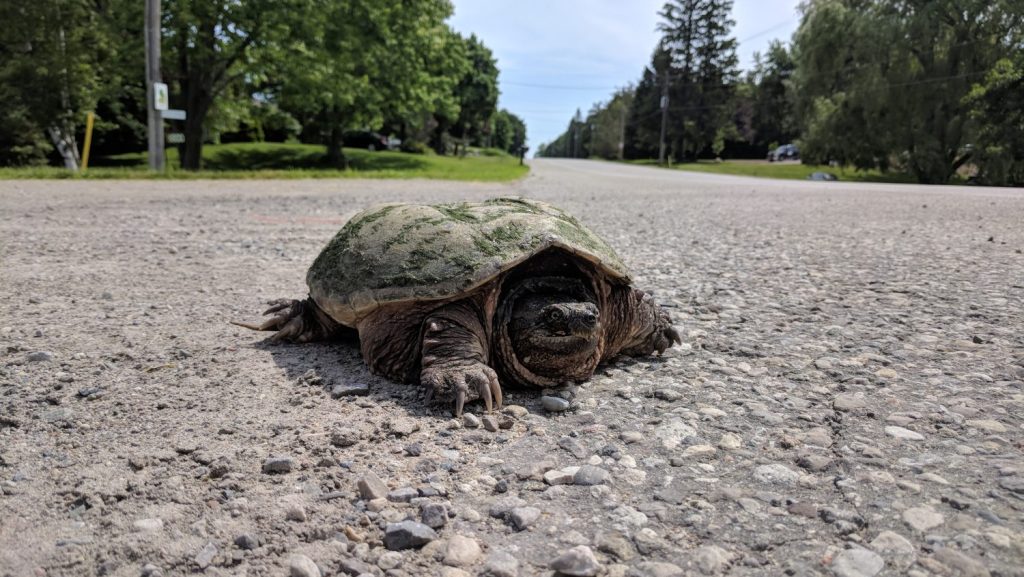 Turtle on side of the road. (CityNews File Photo.)
