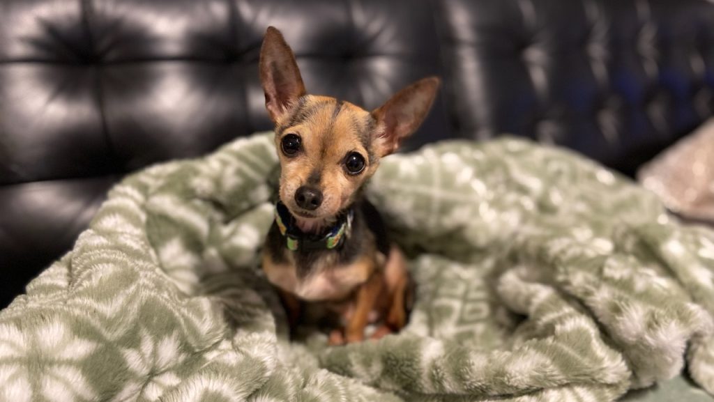 Chihuahua abandoned in Guelph Lake outhouse finds forever home