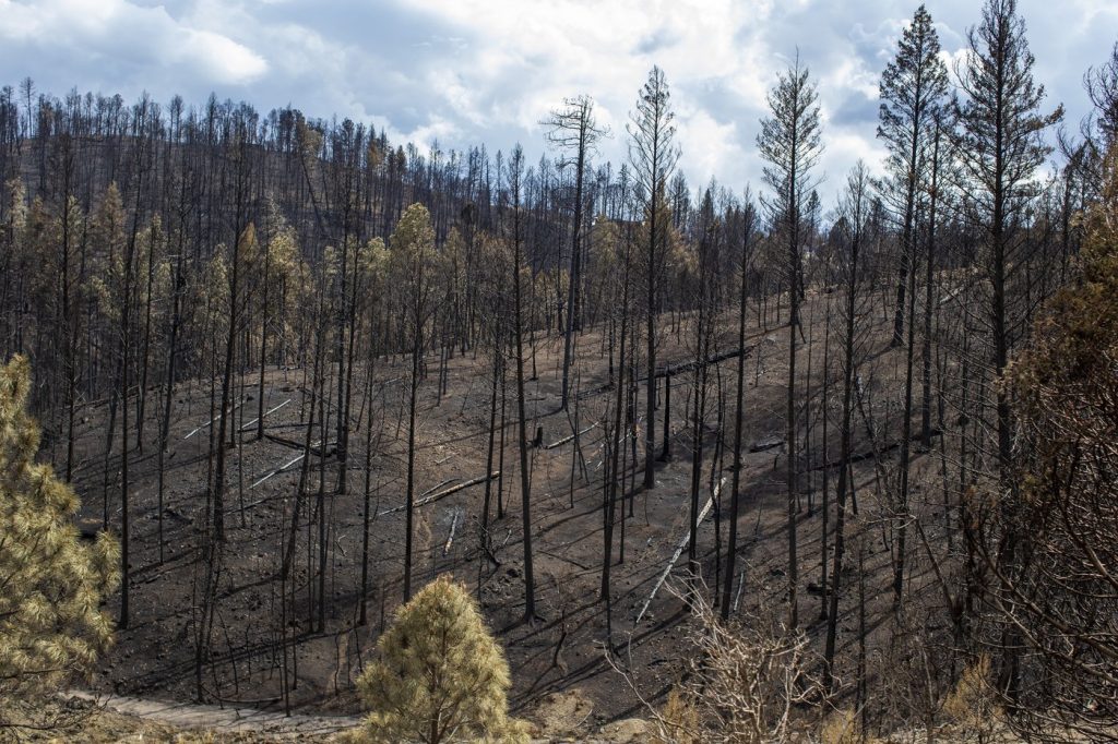 Rains, cooler weather help firefighters gain ground on large wildfires in southern New Mexico