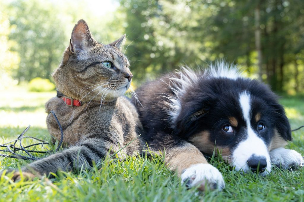 a dog and a cat lying in the grass