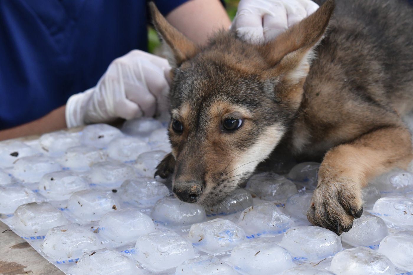 Awwww! Four endangered American red wolf pups 'thriving' since birth at ...