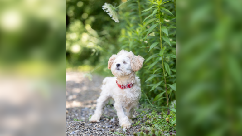 Honey, now living comfortably after being found wandering, covered in mud back in May.