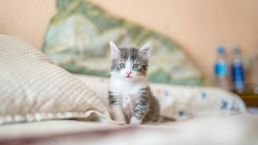 A woman in Waterloo running a cattery had over 30 animals removed in December that were found living in unsanitary conditions and in need of medical care. (Photo by Kote Puerto.)