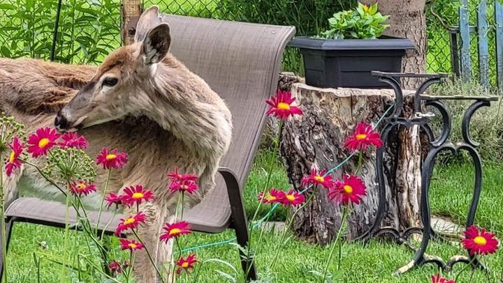 Dani the Deer seen visiting N Waterloo neighbourhood