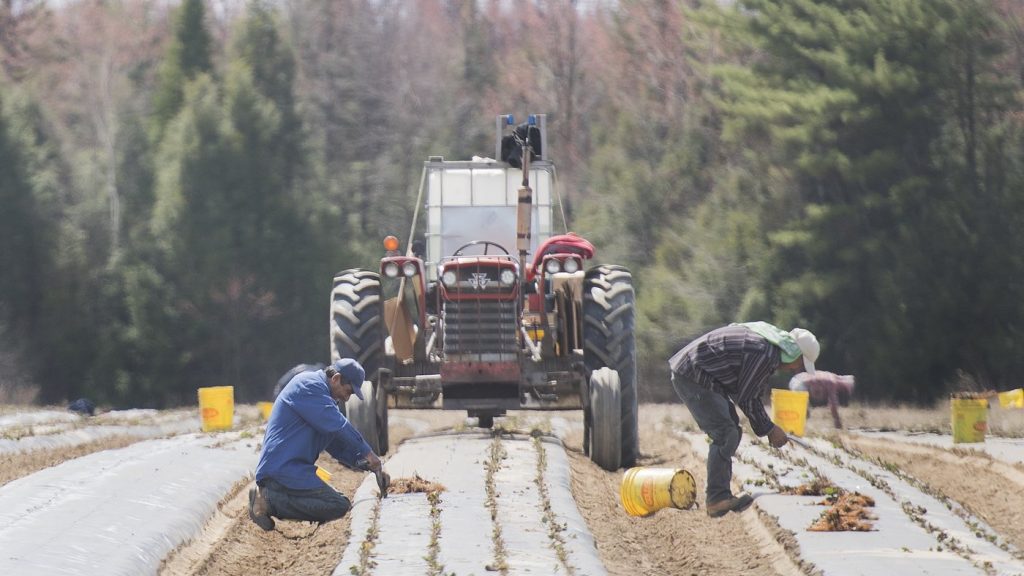 Temporary foreign workers