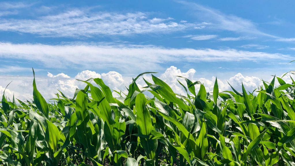 Wilmot councillor denounces apparent destruction of corn crop within controversial farmland