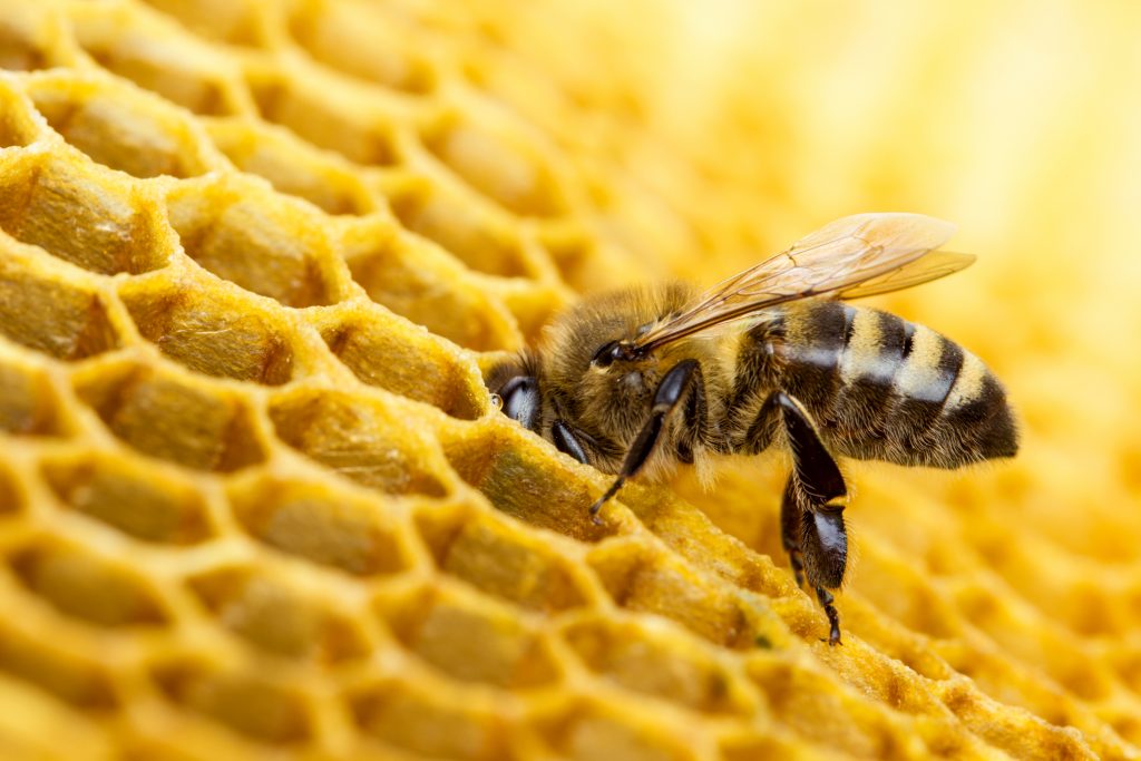 bee stabbing sting guelph