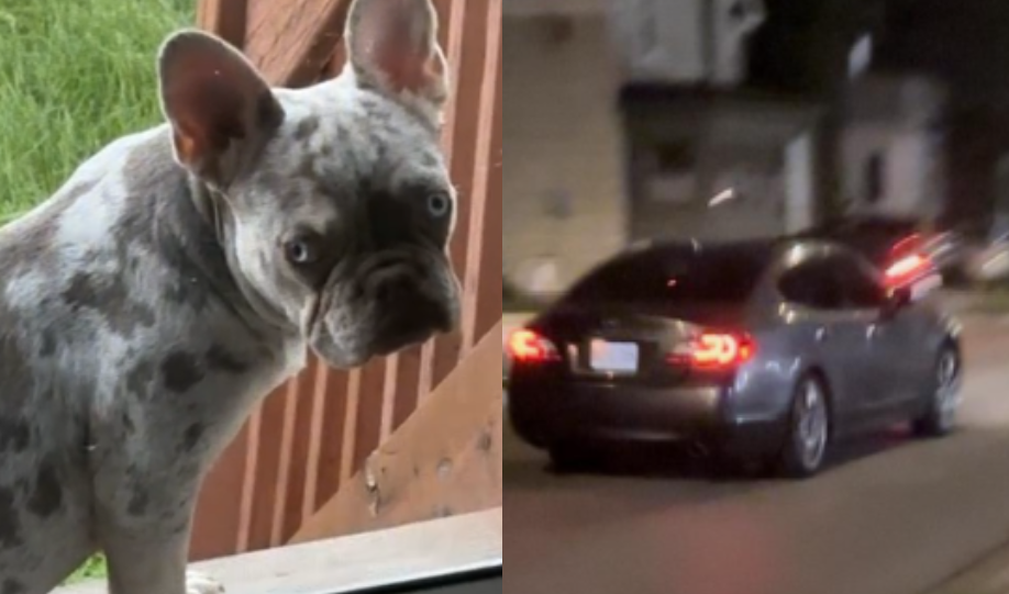 Bulldog - suspect vehicle