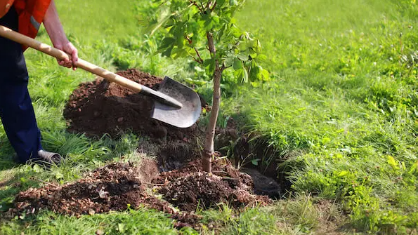 Backyards and gardens rejoice as Free Tree Day returns to Cambridge