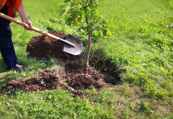 Backyards and gardens rejoice as Free Tree Day returns to Cambridge