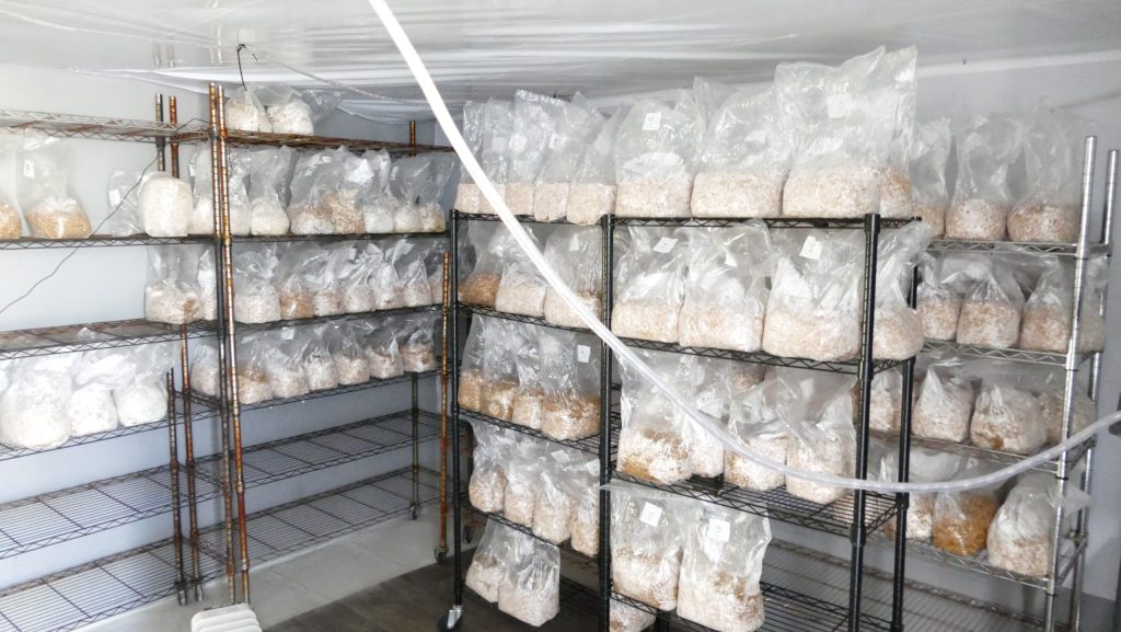 Large magic mushroom operation in Puslinch dismantled by York police