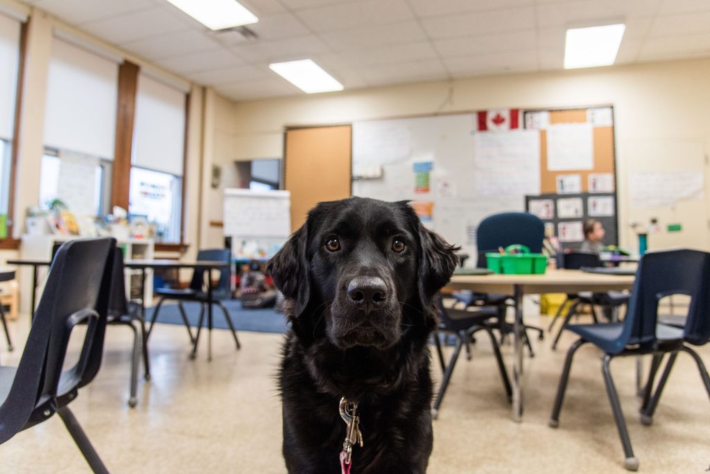 Quessa, a facility dog, at Sheppard Public School. (Facebook)