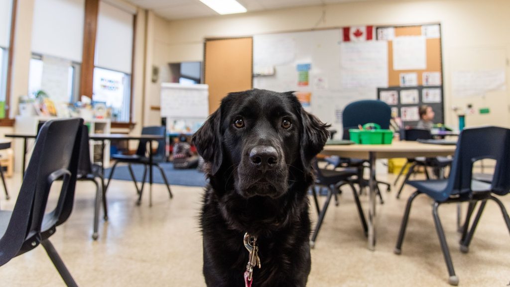 'Fragmented and uninformed': Concerns with removal of facility dogs at Kitchener school